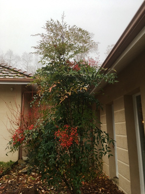 Nandina domestica